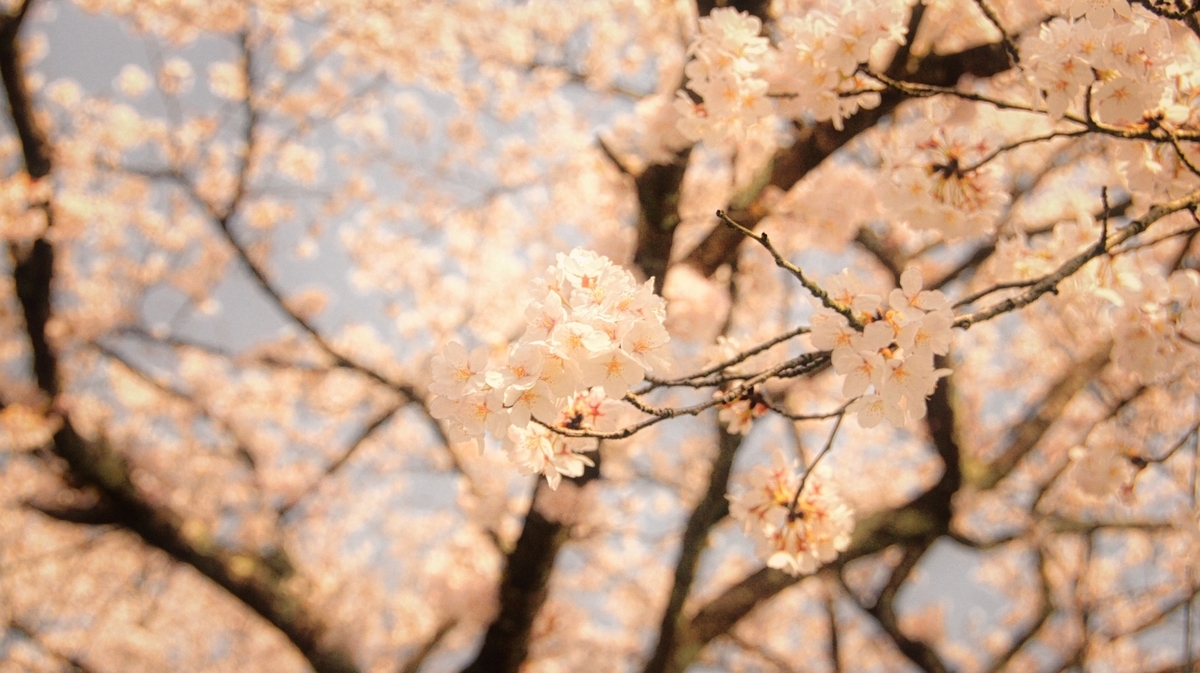 f:id:arumajirocket:20190406135041j:plain