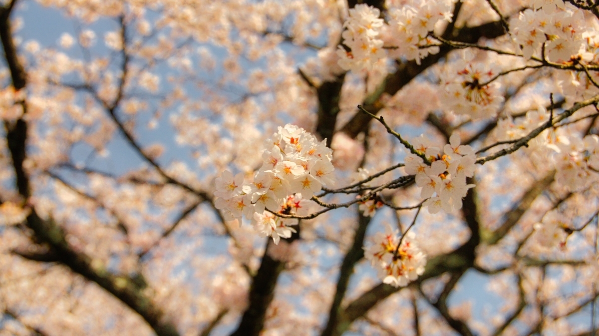 f:id:arumajirocket:20190406135042j:plain
