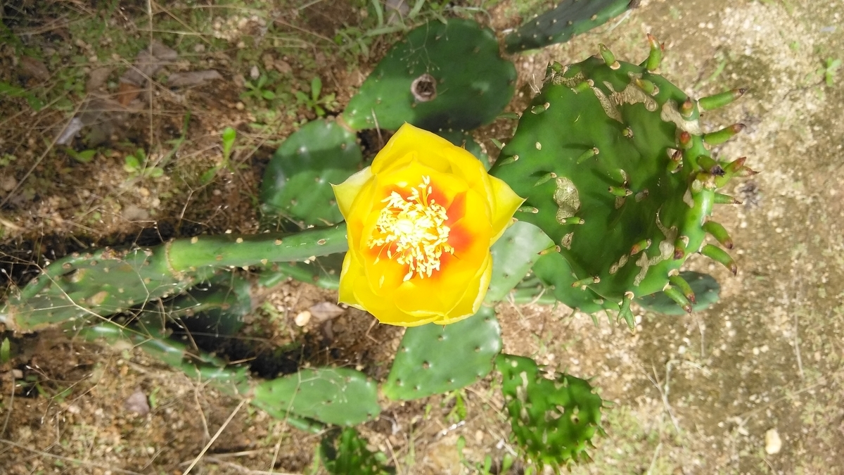 サボテンの花に感動 Arun15の日記
