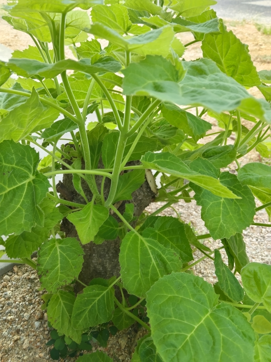 桐の木の切り株から生えた、「ひこばえ」に思う - 定年おやじのセカンドライフ