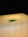 f:id:arushounikai:20120713213927j:image:medium