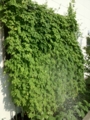 f:id:arushounikai:20120802073852j:image:medium