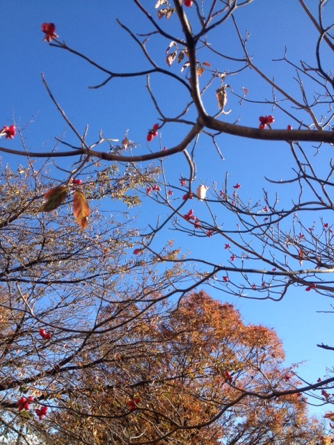 f:id:arushounikai:20121118084745j:image:w360