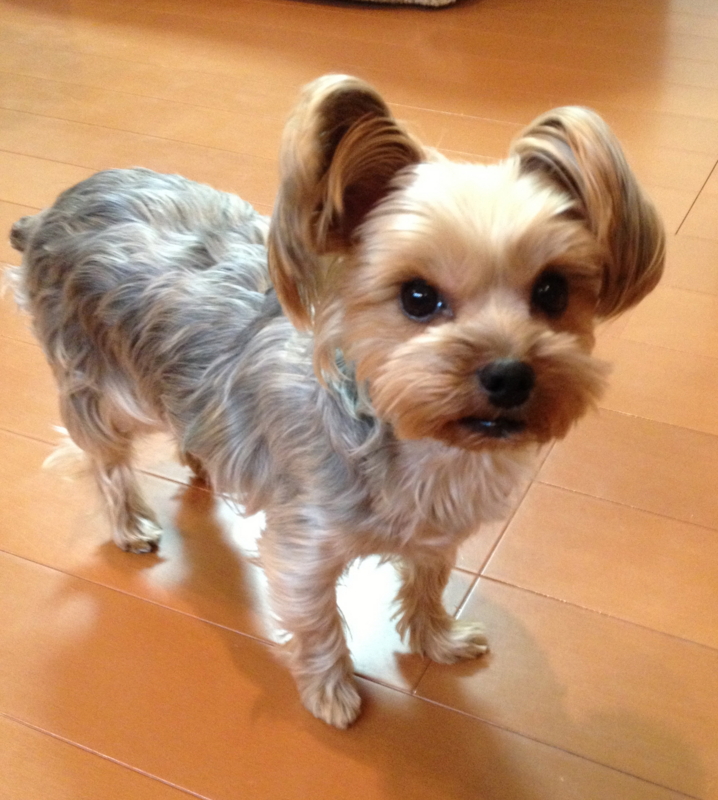 f:id:arushounikai:20121224175709j:image:w360