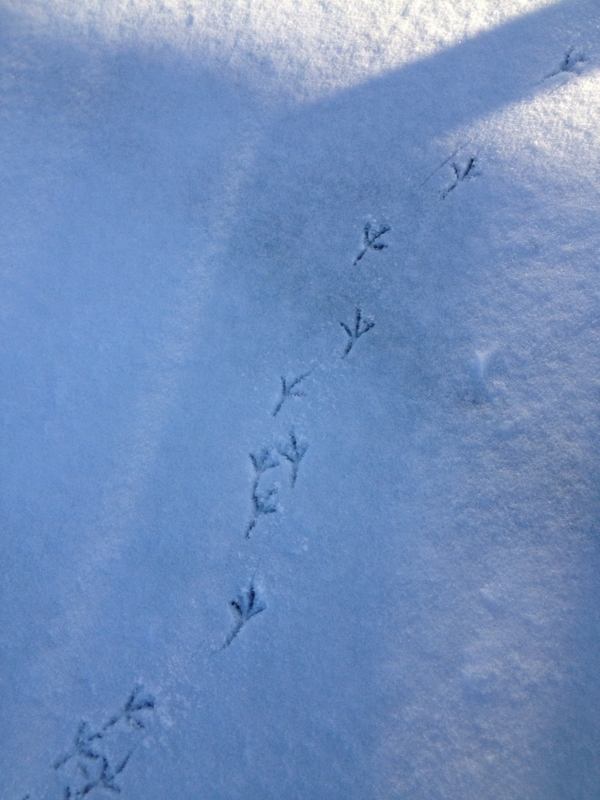 f:id:arushounikai:20130127074705j:image:w360