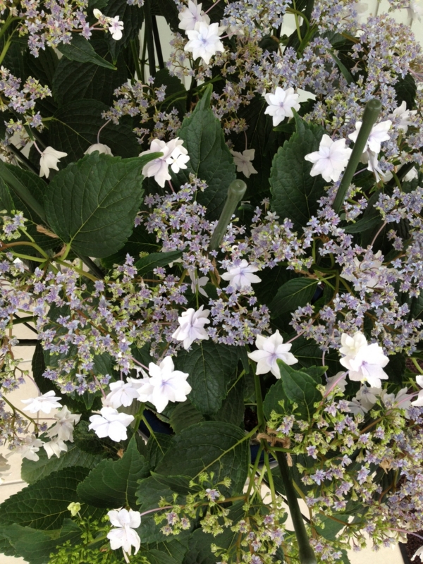 f:id:arushounikai:20130620080110j:image:w360