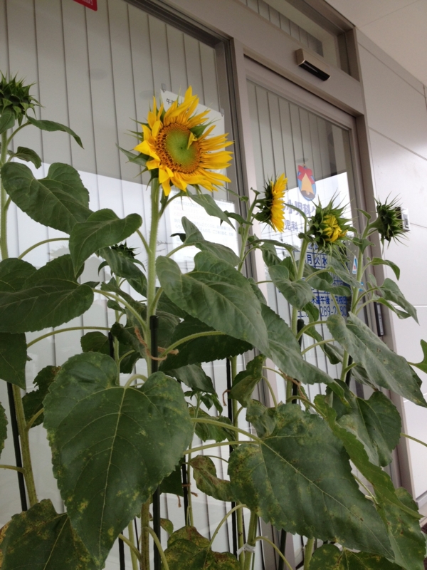 f:id:arushounikai:20130704075116j:image:w360
