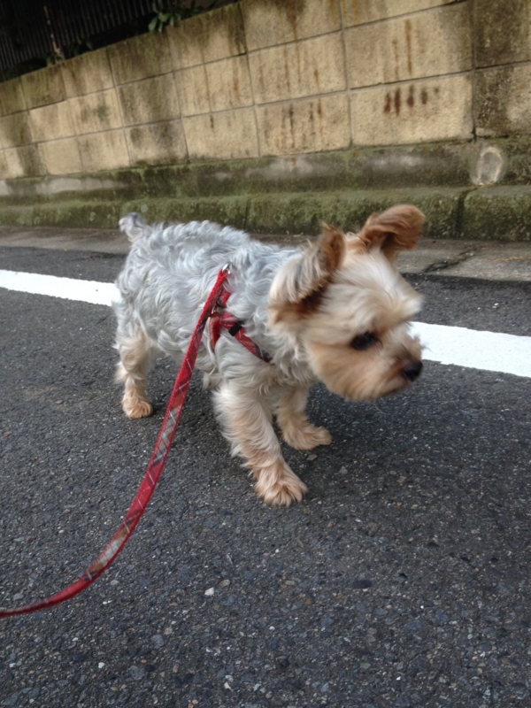 f:id:arushounikai:20140813053855j:image:w360
