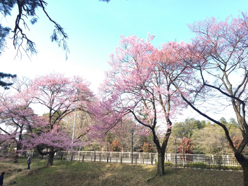 f:id:arushounikai:20170402160527j:image:w360