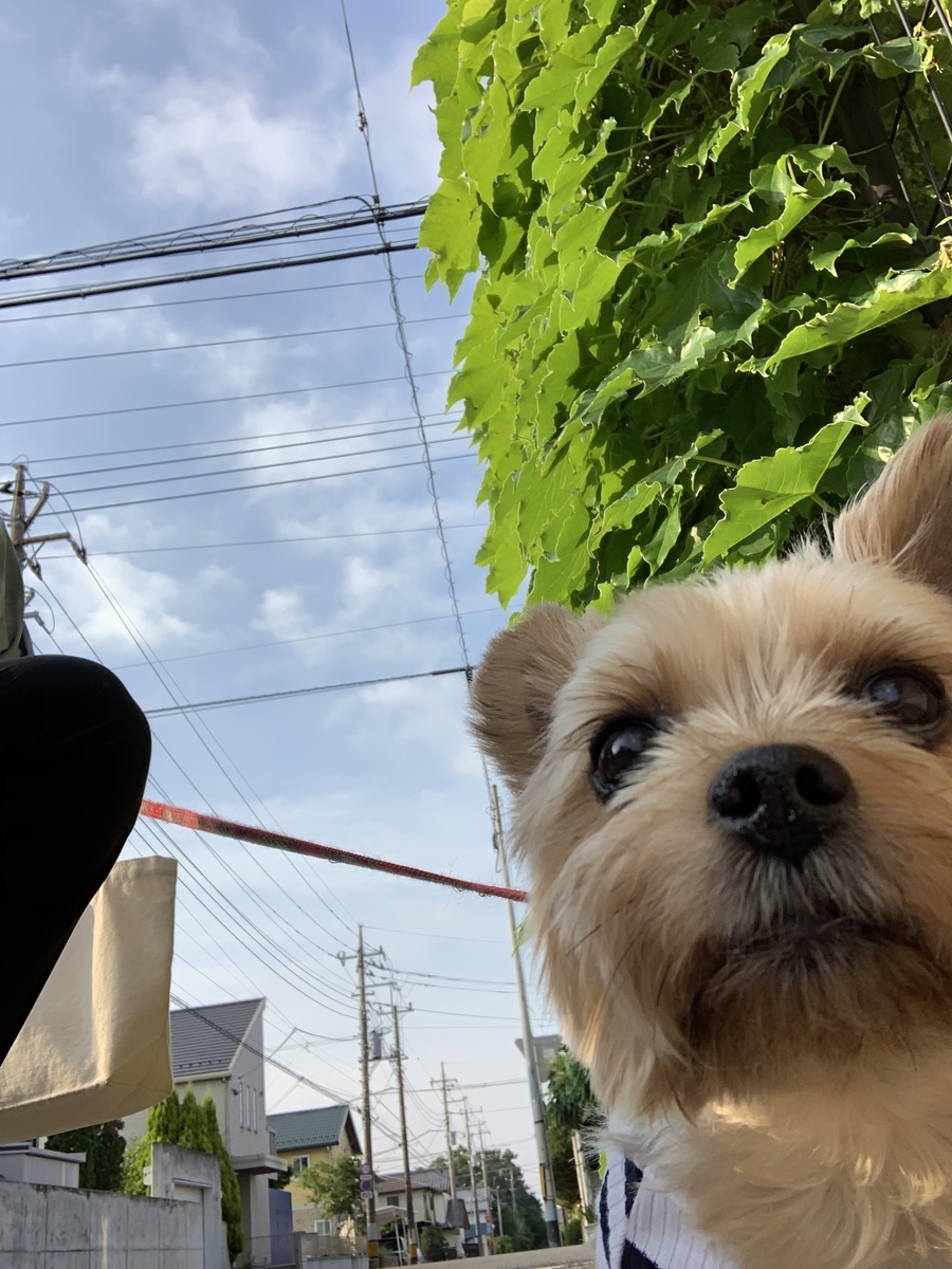 f:id:arushounikai:20190601063031j:plain f:id:arushounikai:20190601063031j:plain