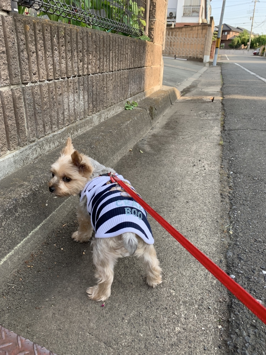 f:id:arushounikai:20190601063105j:plain f:id:arushounikai:20190601063105j:plain