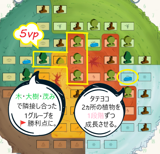 エバーグリーン