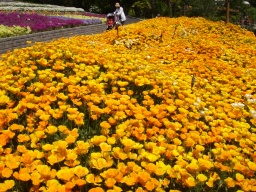 花1