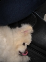 ちゃぴお