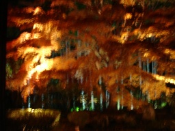 ブレ紅葉