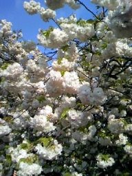 通り抜け桜2