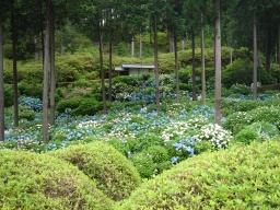 あじさい寺