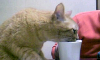 チコ水飲み