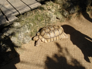 リクガメ