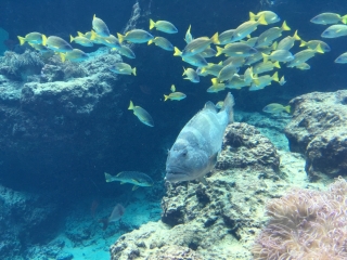 水族館