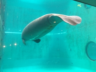 マナティー