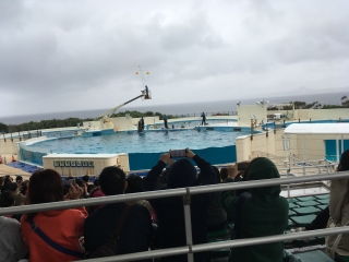 イルカショー