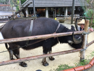 琉球村