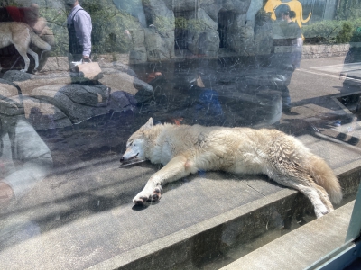 オオカミ