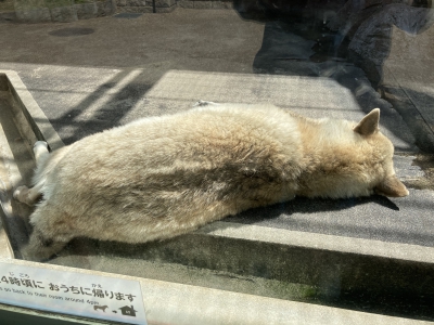 オオカミ