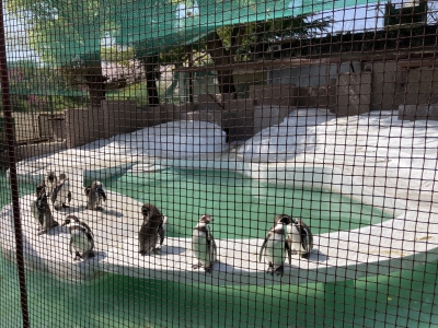 ペンギン