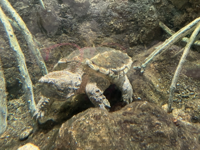 カメ