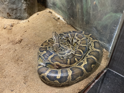 ニシキヘビ
