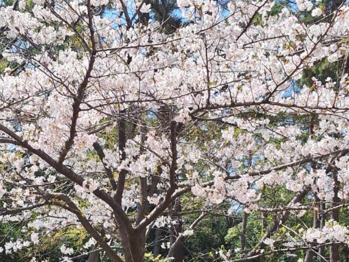 f:id:arutamaso:20250420175538j:image