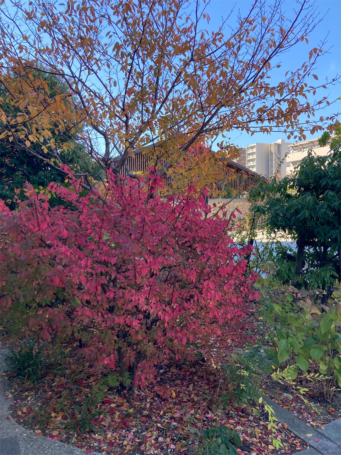 f:id:arutamaso:20251127150153j:image