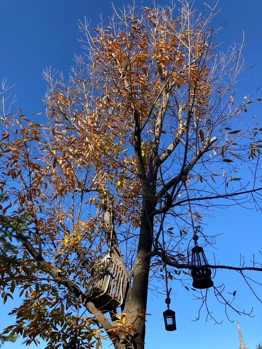 紅葉 USJの紅葉