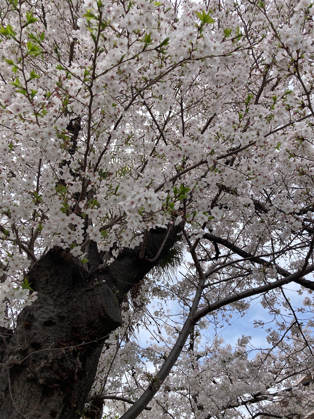 f:id:arutamaso:20260406104757j:image