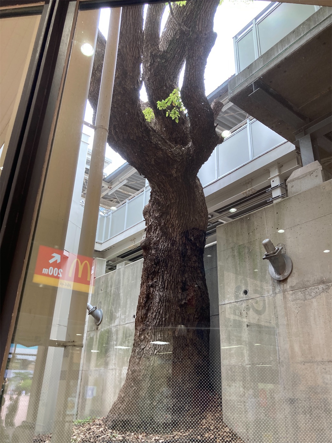 f:id:arutamaso:20260505151341j:image f:id:arutamaso:20260505151341j:image