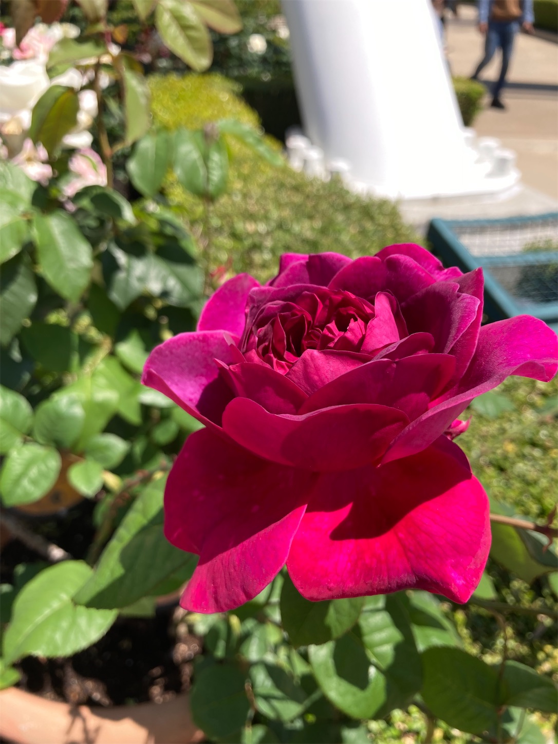 f:id:arutamaso:20260517092529j:image f:id:arutamaso:20260517092529j:image