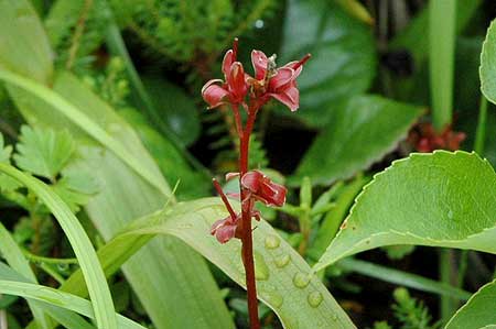 08出合ったお花その１