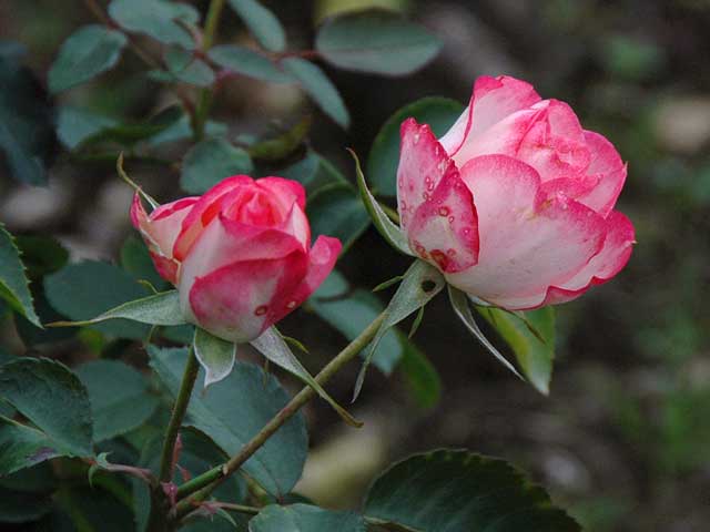 No６