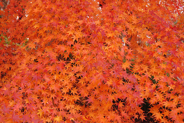 柏の葉公園のヤマモミジ(山紅葉)の紅葉 - 別館・アルママの気まぐれ日記