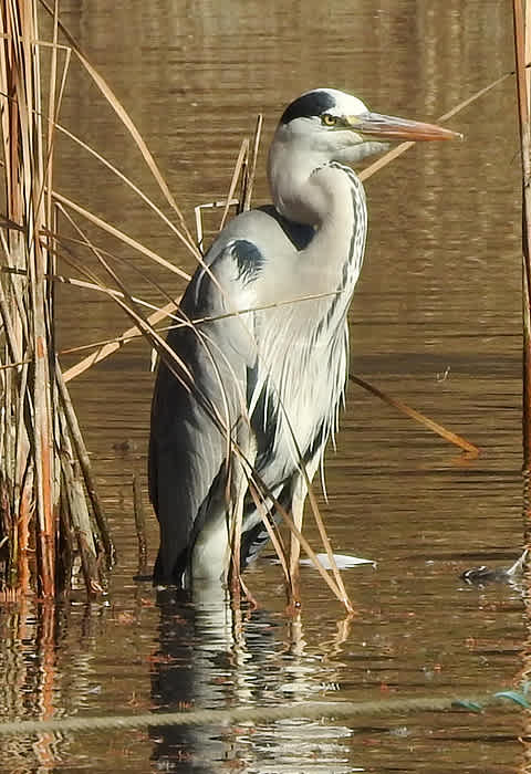 柏の葉公園の野鳥_アオサギ（青鷺） - 別館・アルママの気まぐれ日記