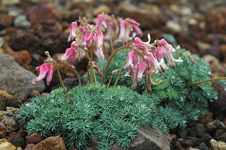 09出合ったお花その２