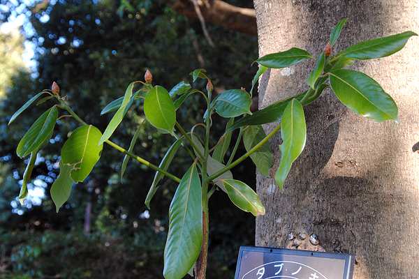 綺麗な冬芽をつけたタブノキ(椨の木) - 別館・アルママの気まぐれ日記