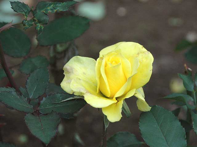 No３