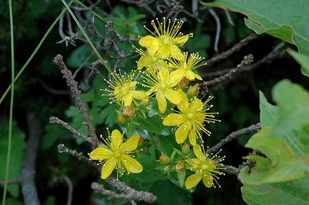 13出合ったお花その６