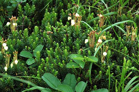 12出合ったお花その５