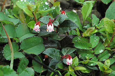 10出合ったお花その３