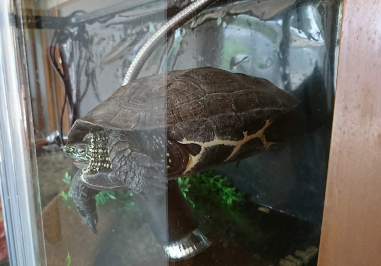 f:id:arvense_hirano:20220313132537j:plain