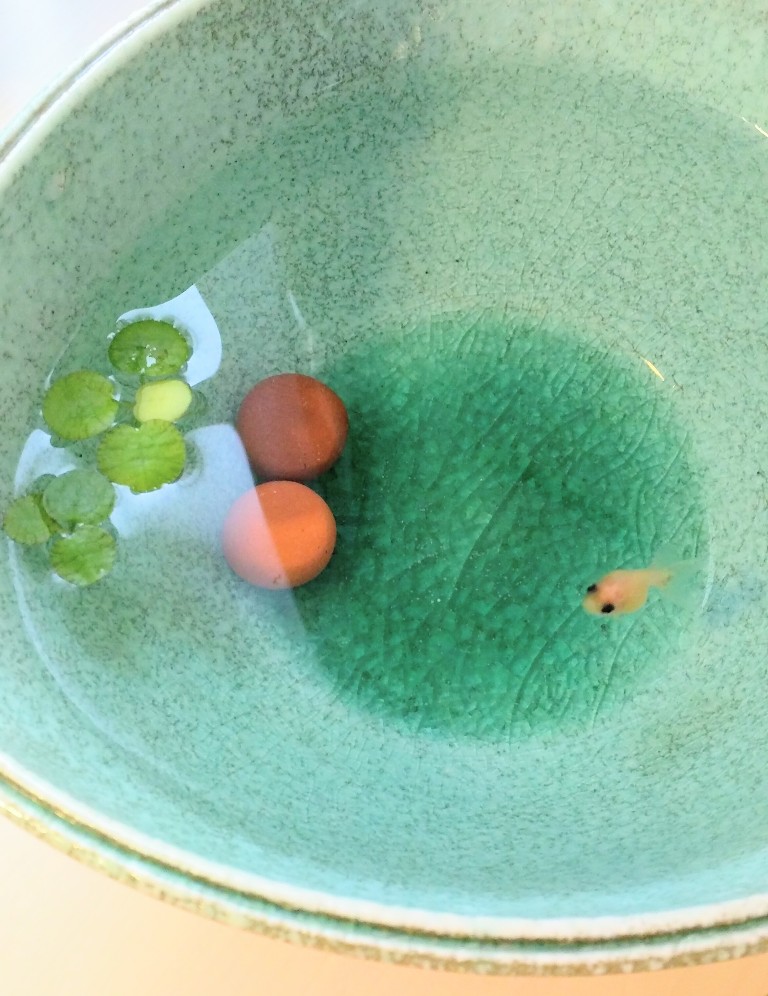 飼育難度maxって本当 はじめてのピンポンパールでバケツ金魚 Fish Paintings Diary 飼育難度maxって本当 はじめてのピンポンパールでバケツ金魚 Fish Paintings Diary